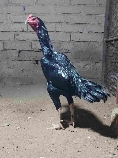 نعرض لكم شامو ألماني index