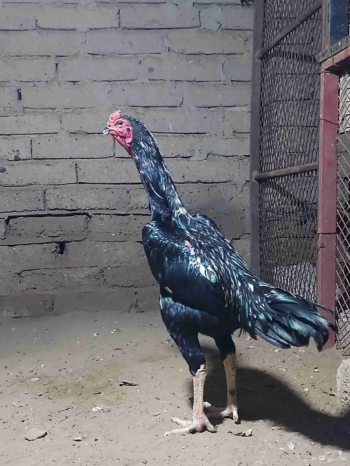 نعرض لكم شامو ألماني 2