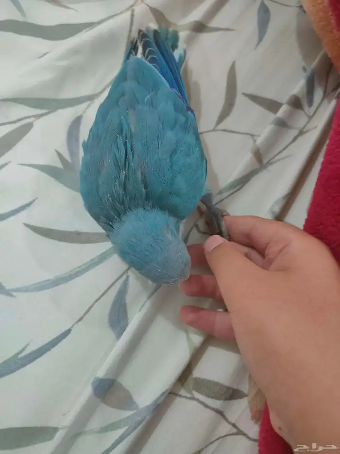 ببغاء كويكر مفقود توه ضاع في حي السويس الرحاب 2