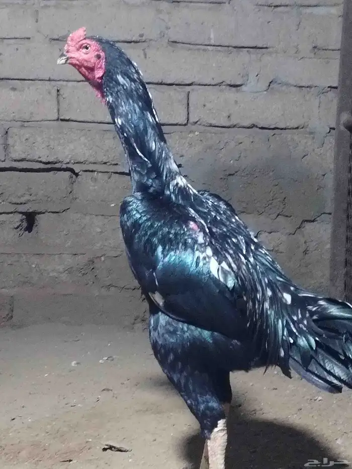 نعرض لكم شامو ألماني 4