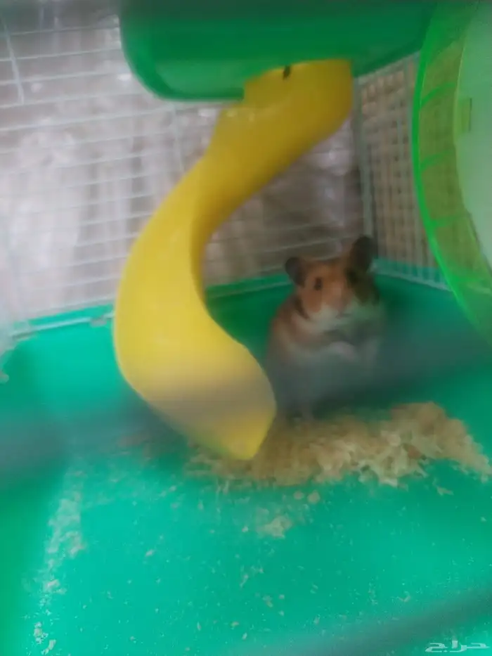 هامستر للبيع اليف العمر اربع اشهور ملاحظة لا يوجد توصيل 2