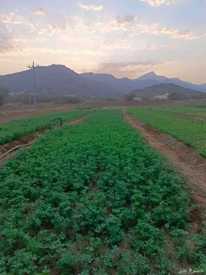 بذور برسيم هندي جوده عاليه زادت عن الحاجه من شركة 4