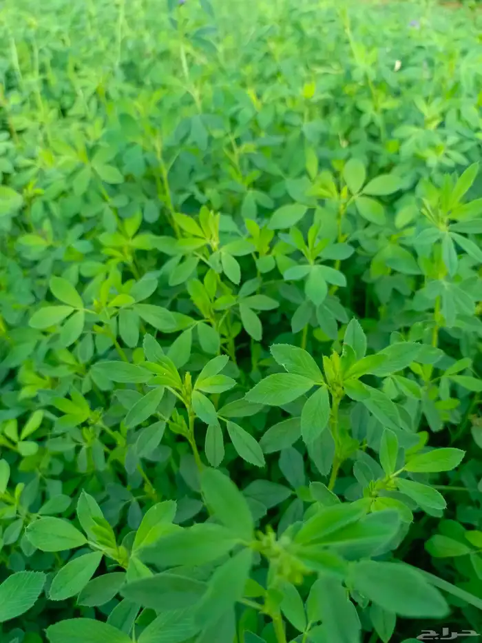 بذور برسيم هندي جوده عاليه زادت عن الحاجه من شركة 2