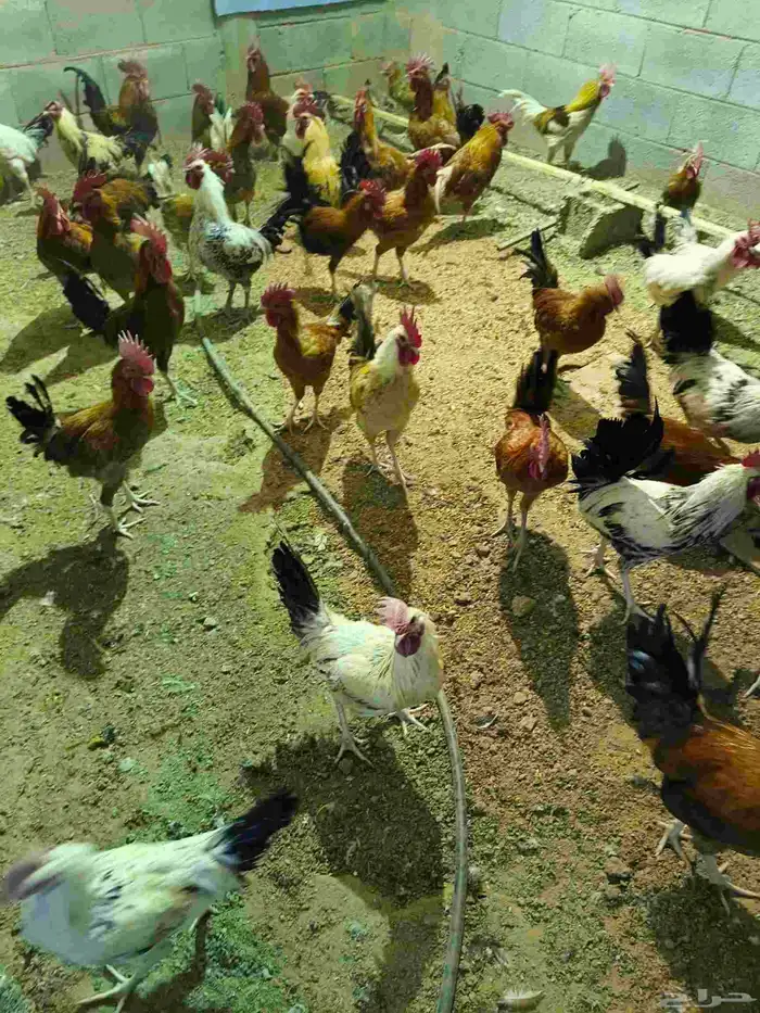 ديوك للبيع 0