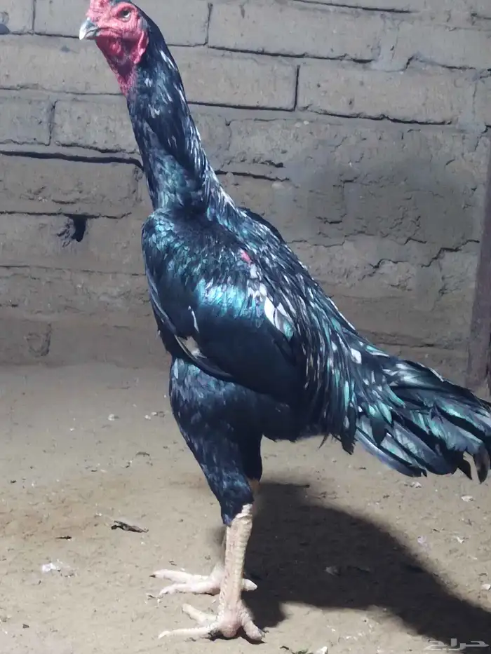 نعرض لكم شامو ألماني 5