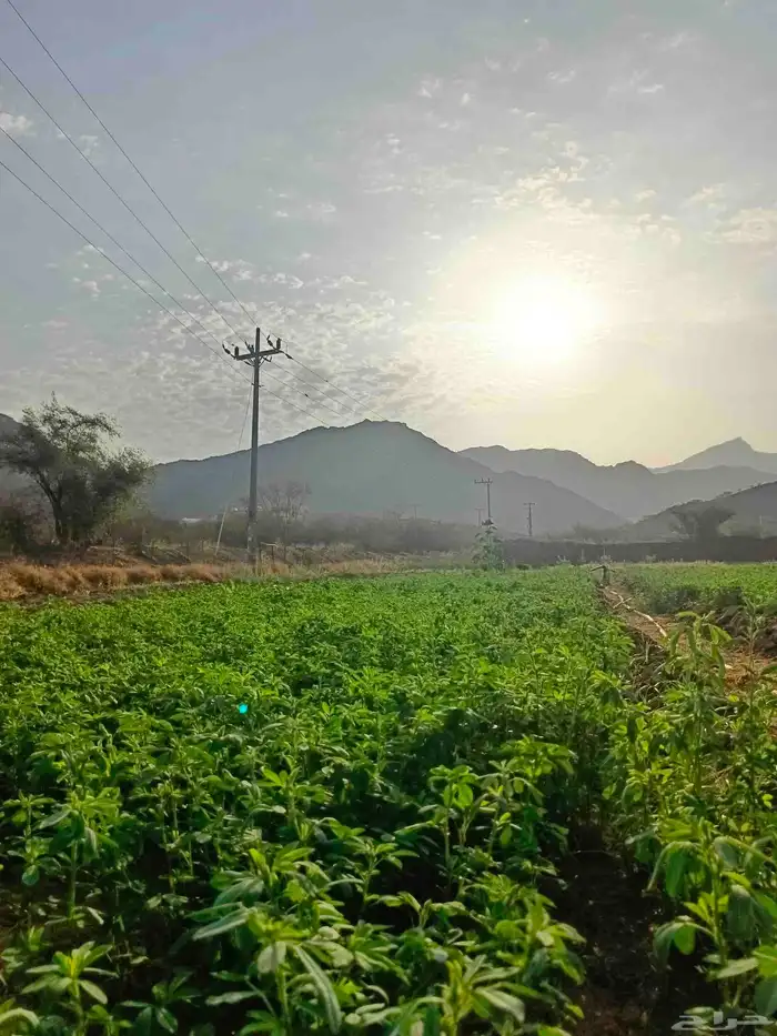 بذور برسيم هندي جوده عاليه زادت عن الحاجه من شركة 3