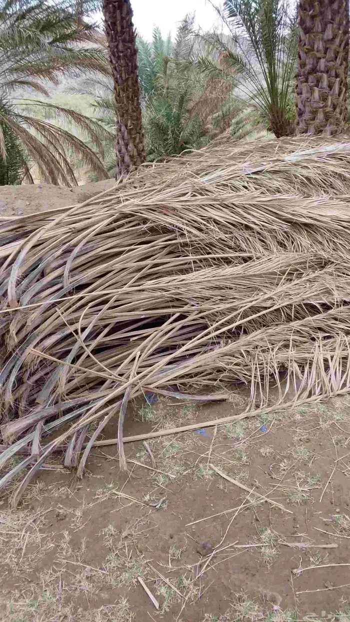 سعف نخيل جديد للبيع 7