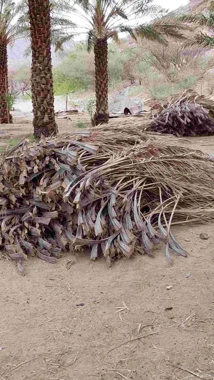 سعف نخيل جديد للبيع 6