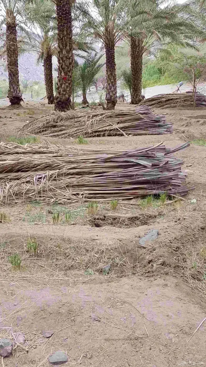 سعف نخيل جديد للبيع 3