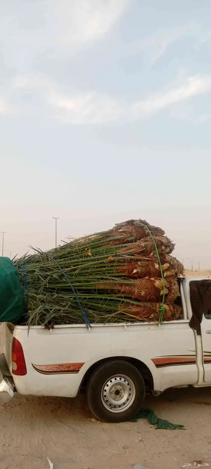 نخل للبيع الشرقية الدمام الخبر بقيق صلاصل الفردانيه الحساء 0