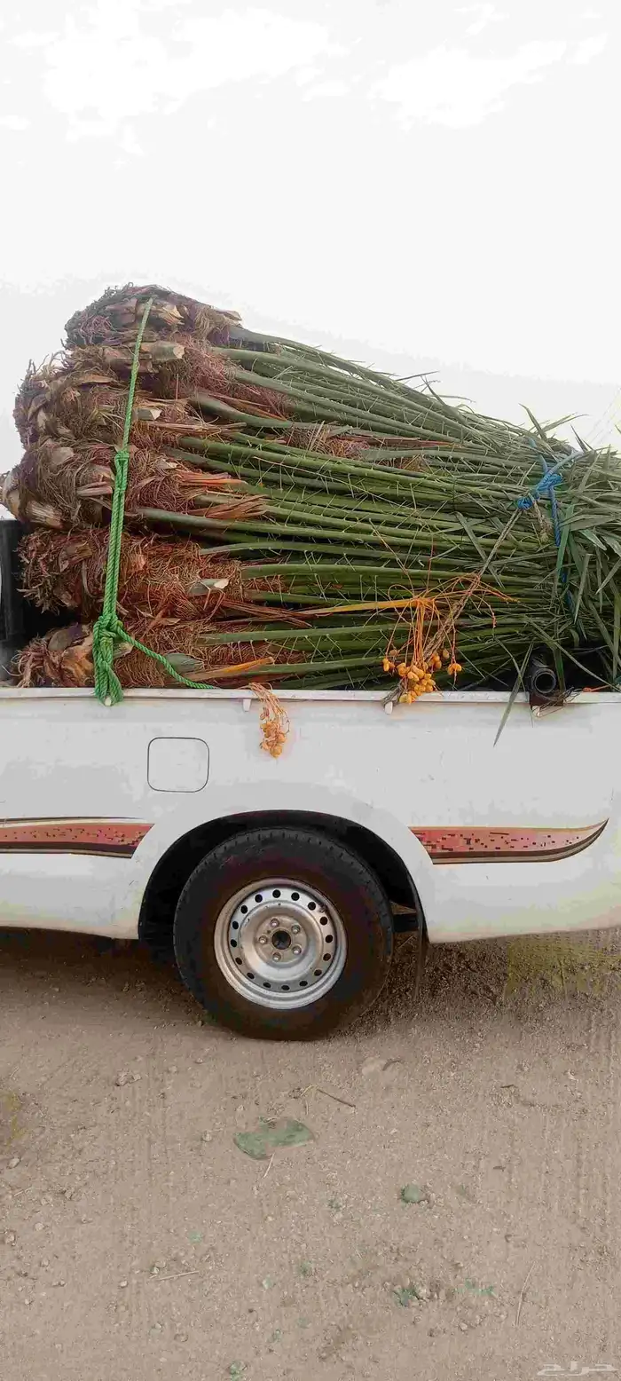 نخل للبيع الشرقية الدمام الخبر بقيق صلاصل الفردانيه الحساء 1