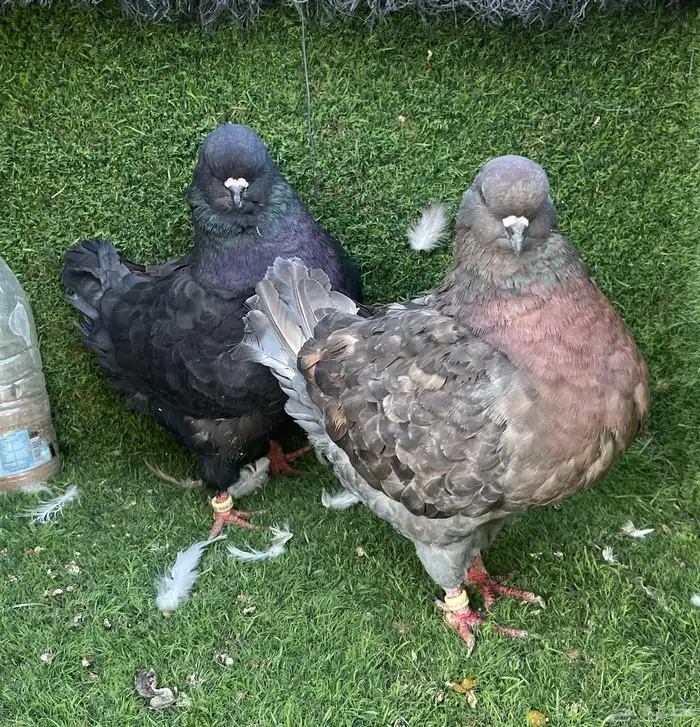 زوج حمام مودينا top 2