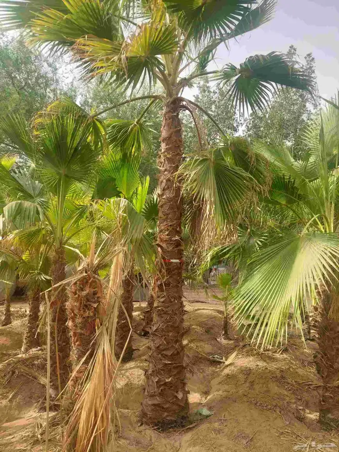 توريد وزراعة النخيل وصيانتها 2