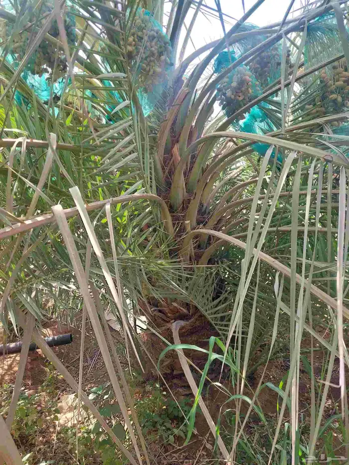 توريد وزراعة النخيل وصيانتها 10