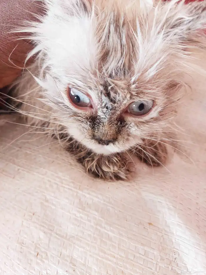 قطه انثه شيرازي عمرة 6شهر 0