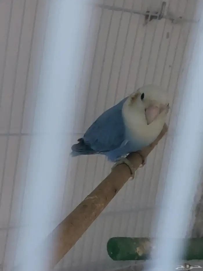 عرض على ذكر كنيور وذكر روز 7