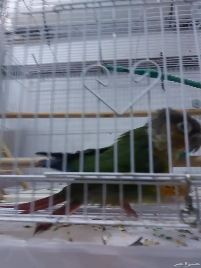 عرض على ذكر كنيور وذكر روز 3