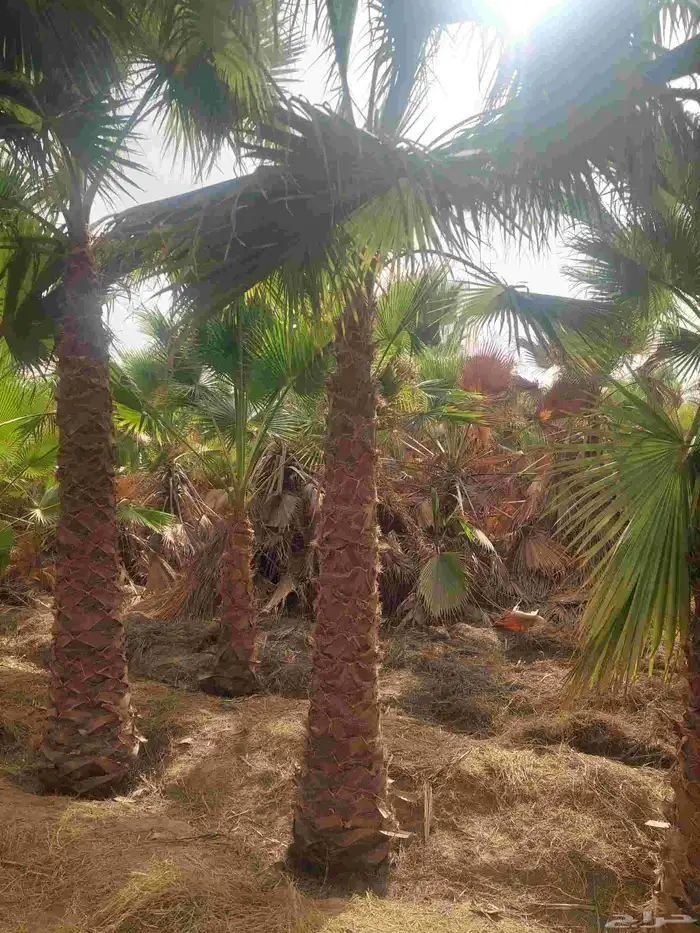 توريد وزراعة النخيل وصيانتها 8