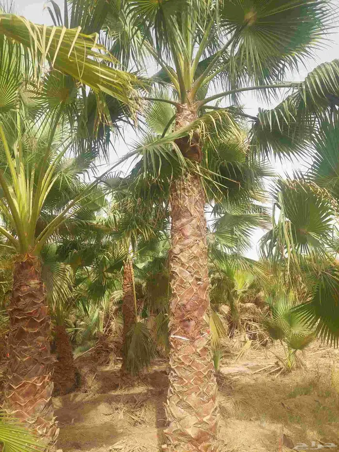 توريد وزراعة النخيل وصيانتها 3