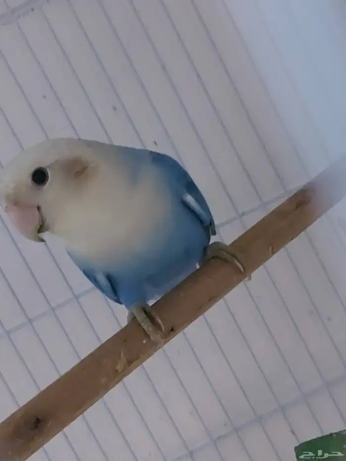 عرض على ذكر كنيور وذكر روز 5