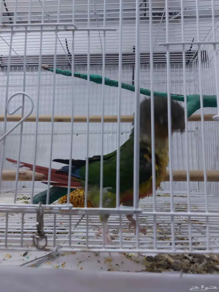 عرض على ذكر كنيور وذكر روز 1