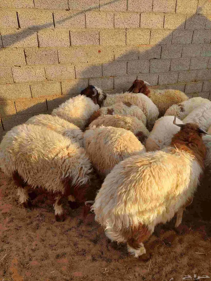 غنم نعيمي بلدي 1