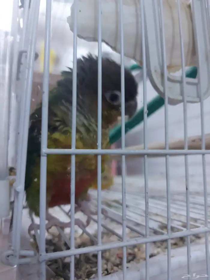 عرض على ذكر كنيور وذكر روز 4