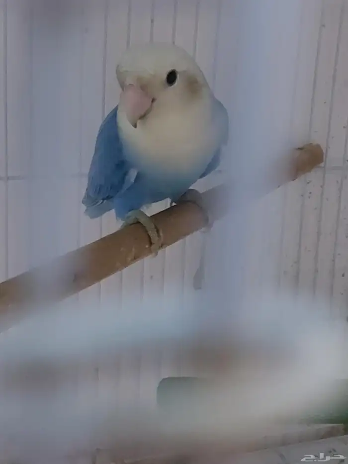 عرض على ذكر كنيور وذكر روز 6