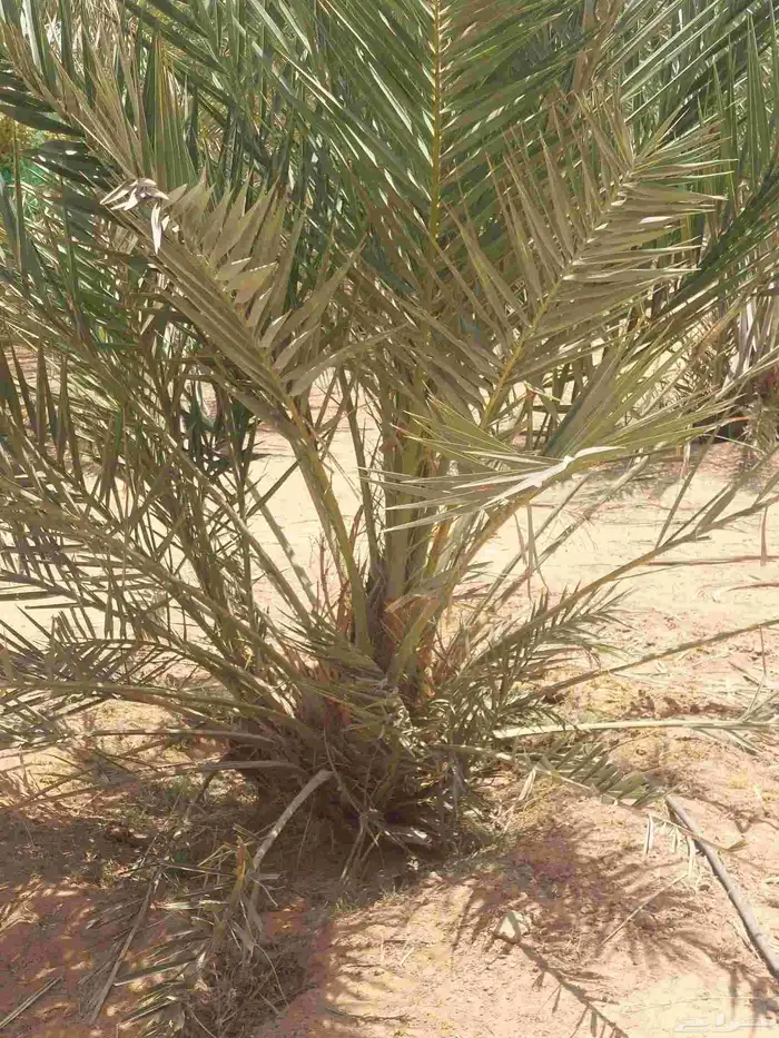 توريد وزراعة النخيل وصيانتها 9