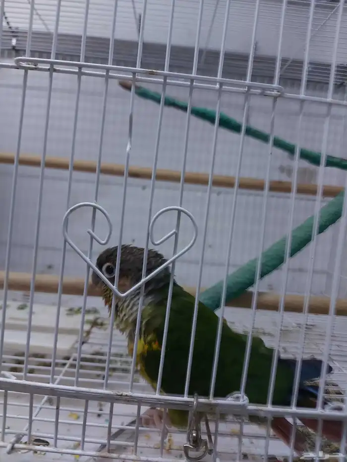 عرض على ذكر كنيور وذكر روز 0