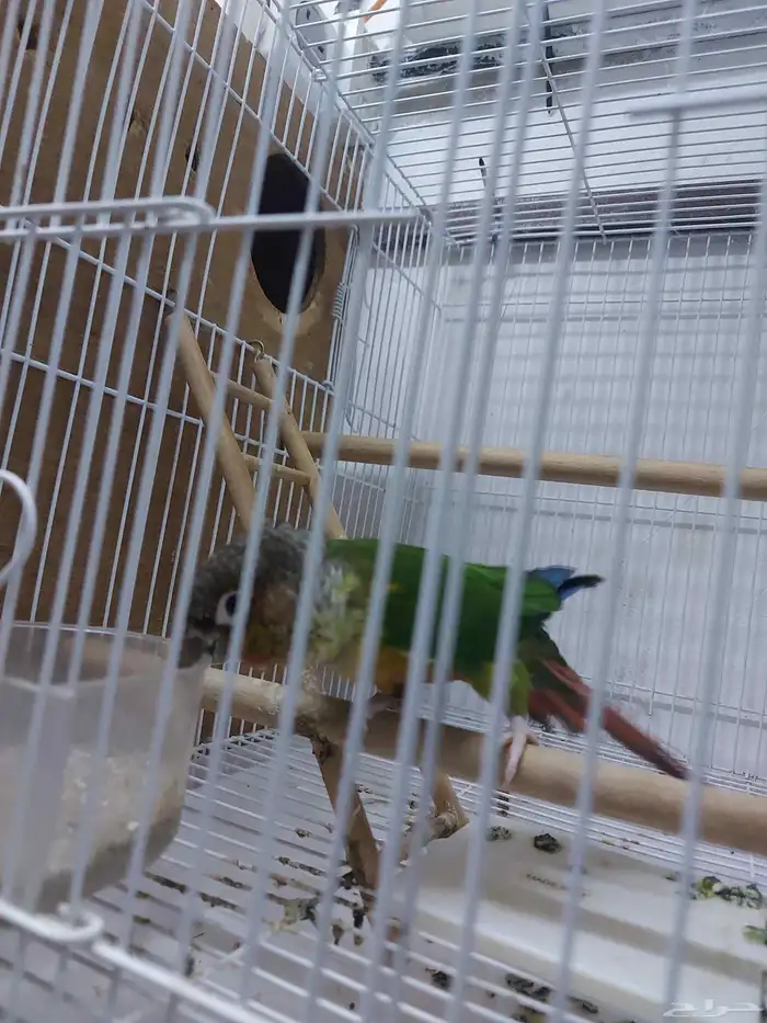 عرض على ذكر كنيور وذكر روز 2