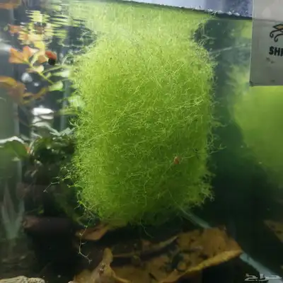 نباتات مائي للبيع index