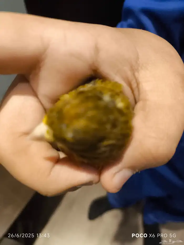 ذكر كناري بسكوته 4