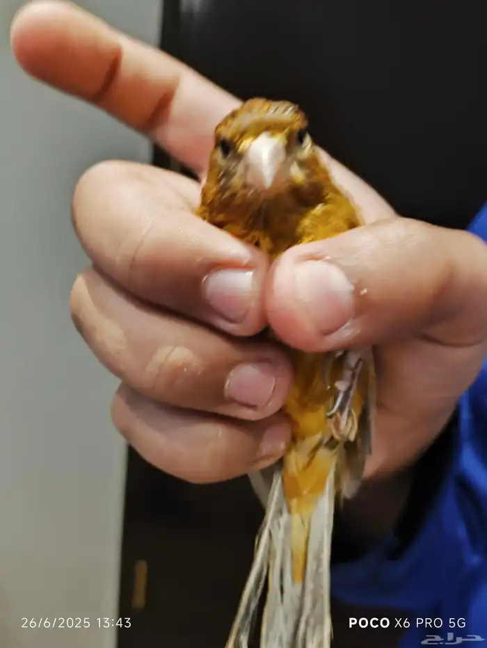 ذكر كناري بسكوته 3