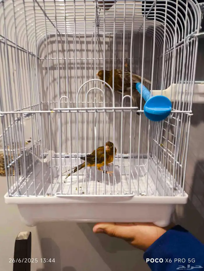 ذكر كناري بسكوته 5