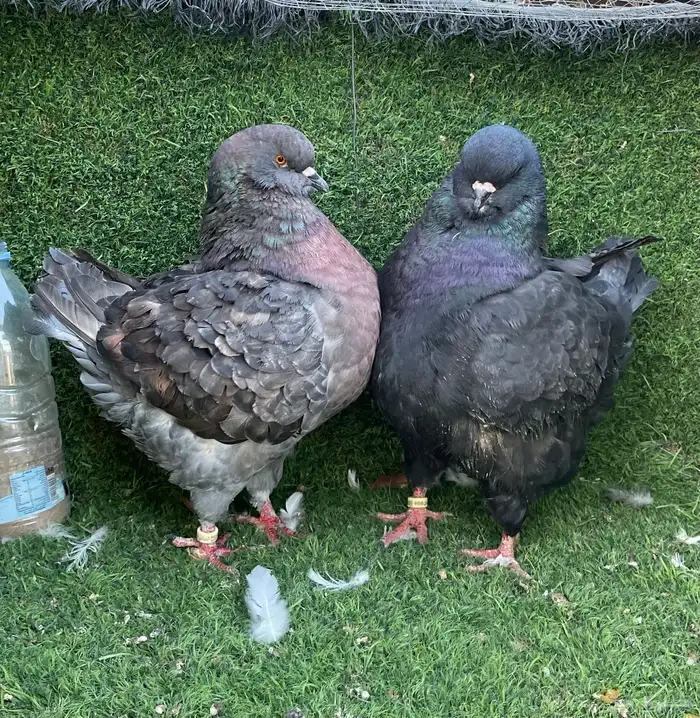 زوج حمام مودينا top 3