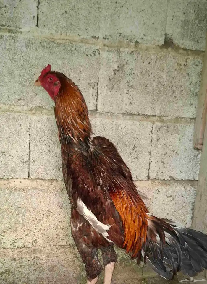 شامو ياباني 0