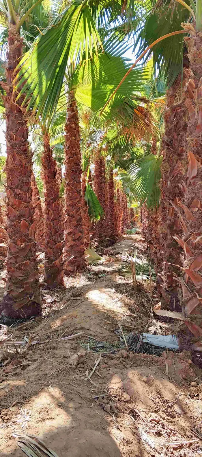 نخل واشنطونياء زينه أمريكي طبيعي 3