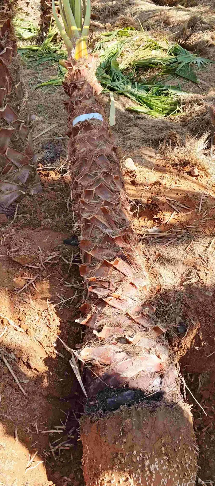 نخل واشنطونياء زينه أمريكي طبيعي 0