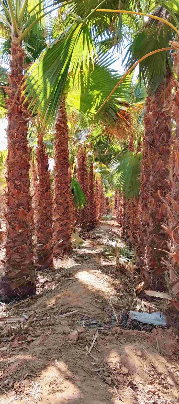 نخل واشنطونياء زينه أمريكي طبيعي 2