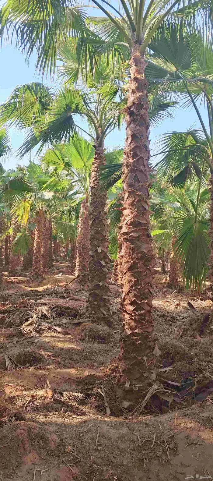 نخل واشنطونياء زينه أمريكي طبيعي 5