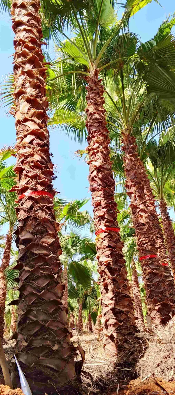 نخل واشنطونياء زينه أمريكي طبيعي 4