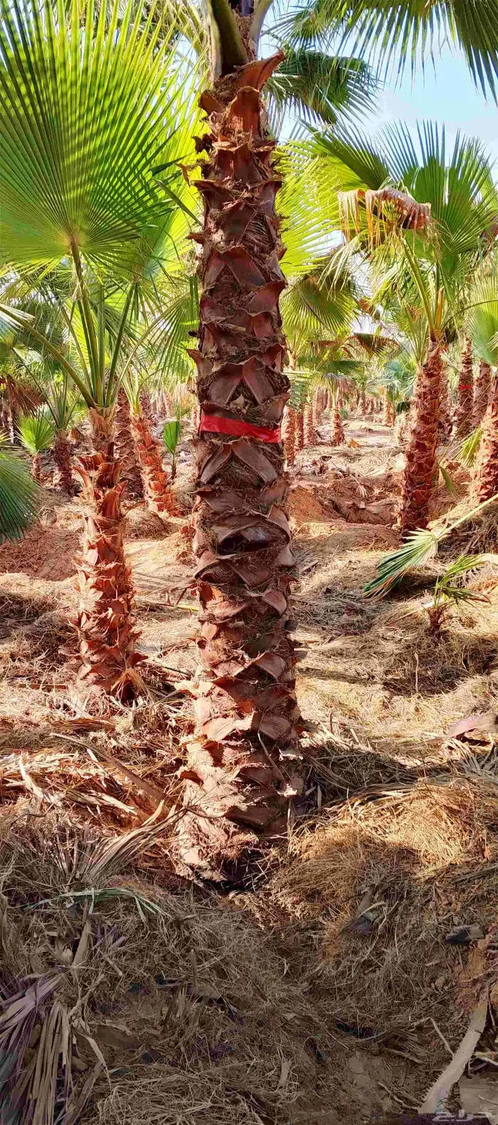 نخل واشنطونياء زينه أمريكي طبيعي 1