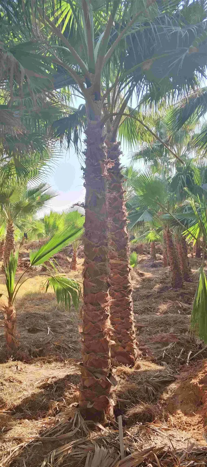 نخل واشنطونياء زينه أمريكي طبيعي 6