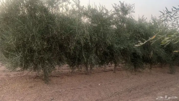 اشجار زيتون مثمرة وشتلات صغيرة 17