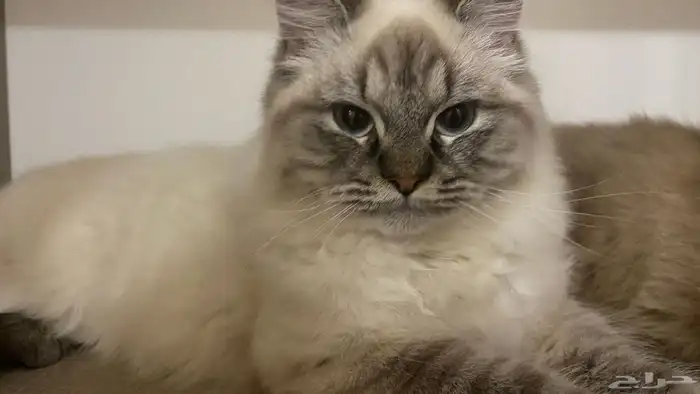 قطط ذكور للبيع 0