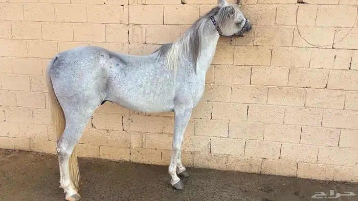 حصان للبيع كفو 2