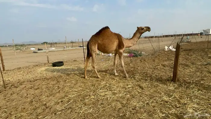 بكره حمرا مزايين 1