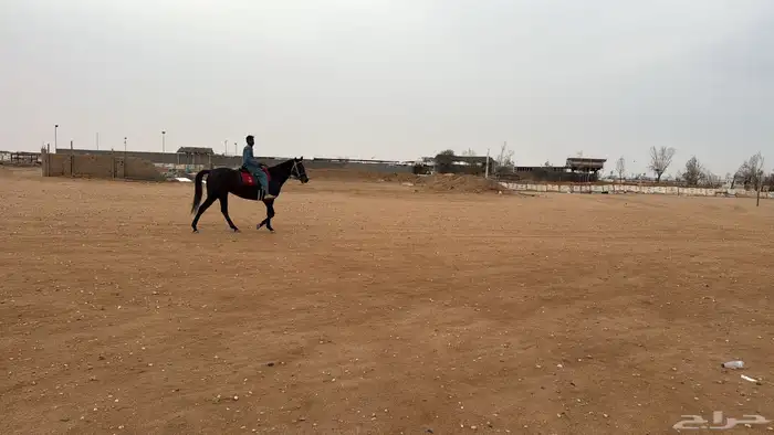 فرس انجليزية 1