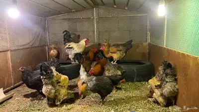 دجاج براهم حضان شرط معه 16 دجاجه و4 ديوك index